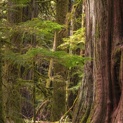 Bathing Culture Cathedral Grove scent conveys a grounding aroma for daily ritual.