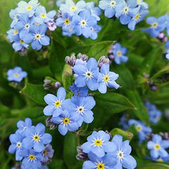 BEAUTE DE PROVENCE Forget Me Not oil ingredients label highlight organic plant extracts