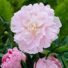 BEAUTE DE PROVENCE Peony oil applied to hands shows moisturizing cuticle care.
