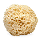 LATHER natural sea wool sponge 5-6 inch shown for gentle cleansing and exfoliation.