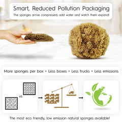 Naroa natural sea sponge closeup highlights durable natural fibers
