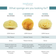 Neptune Caribbean Sea Sponge daily-care use — absorbent and gentle for bath routines.