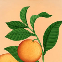 NEST New York Seville Orange Body Mist ingredient highlights featuring baobab oil and aloe vera.