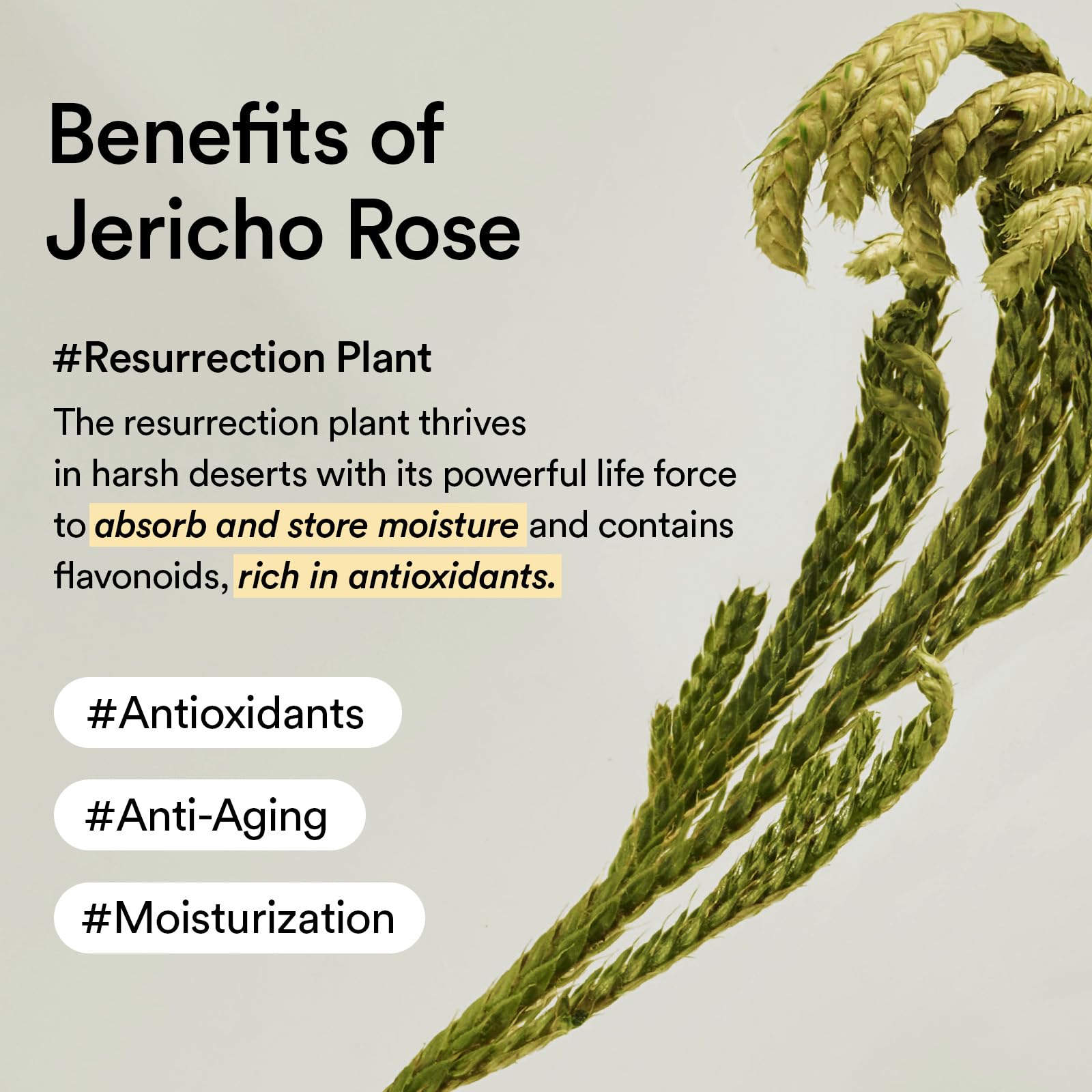 Abib Collagen Eye Creme Jericho Rose packaging on bathroom vanity ideal for daily use.