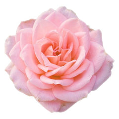 Arm & Hammer rose hand soap lather illustrating rich cleansing