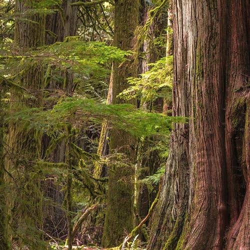 Bathing Culture Cathedral Grove scent conveys a grounding aroma for daily ritual.
