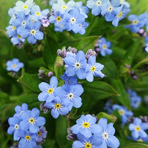 BEAUTE DE PROVENCE Forget Me Not oil ingredients label highlight organic plant extracts