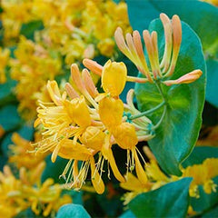 BEAUTE DE PROVENCE Honey Suckle oil on hands demonstrates deep hydration and cuticle care