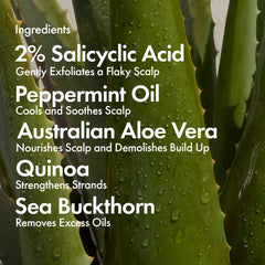 Bondiboost bottle with aloe-based formula conveys soothing hydration for all hair types.