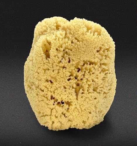 Constantia Beauty sea sponge close-up texture showing gentle cleansing potential