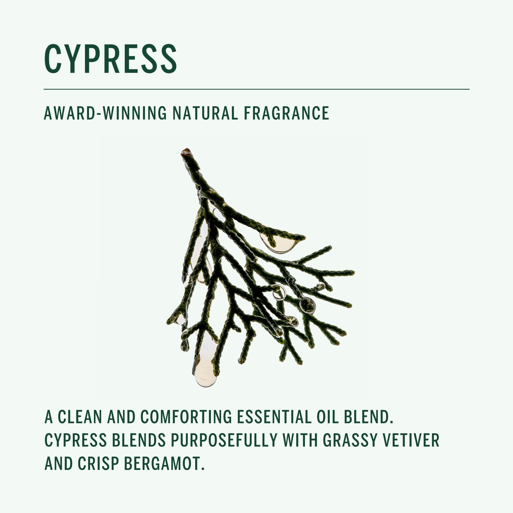 Corpus Cypress Shampoo scent profile blends Cypress and Bergamot for refreshing calm.
