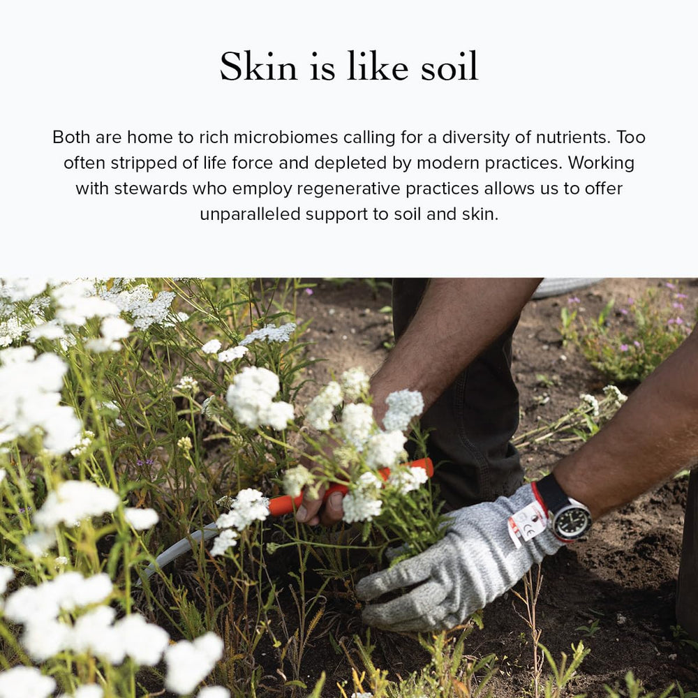 Evanhealy Lavender HydroSoul packaging emphasizes organic ingredients and purity.