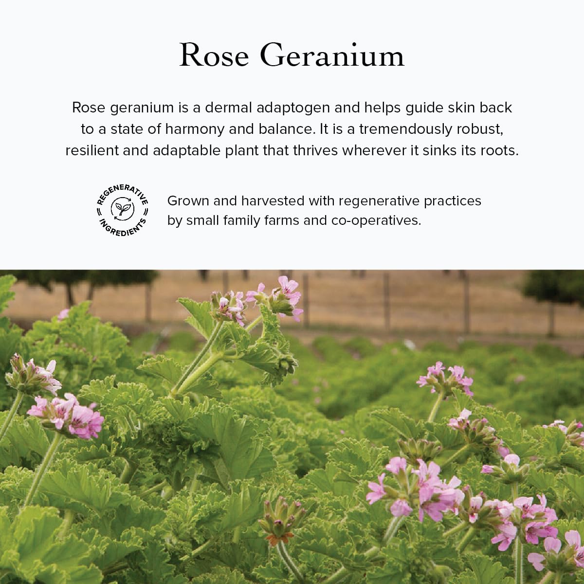 Evanhealy Rose Geranium HydroSoul packaging photo shows daily toning suitability.
