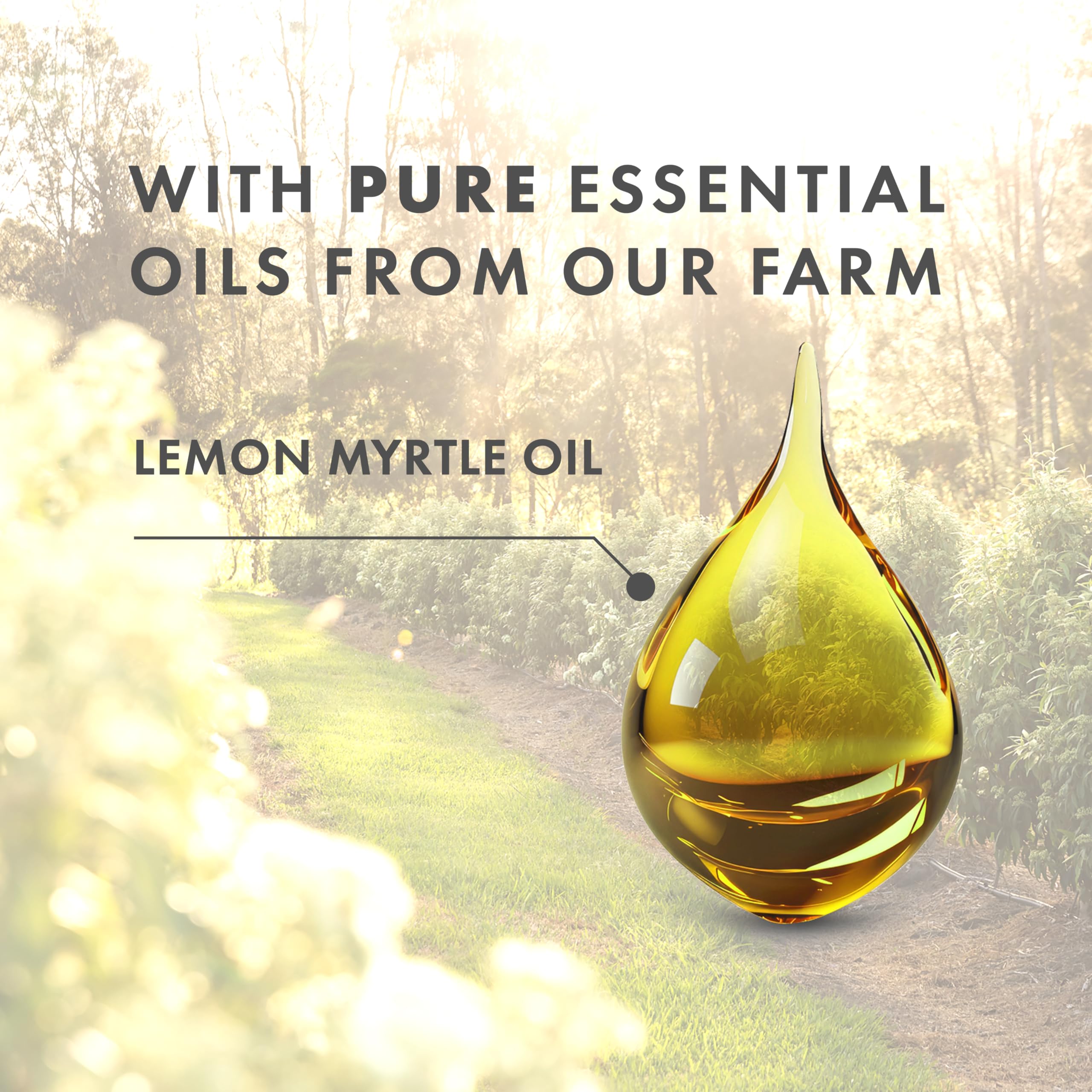 Freshwater Farm Australia lemon-myrtle aroma close-up with fresh citrus notes.