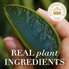 Herbal Essences Bio Renew Argan Oil Aloe mist on damp hair smooths and detangles effectively.