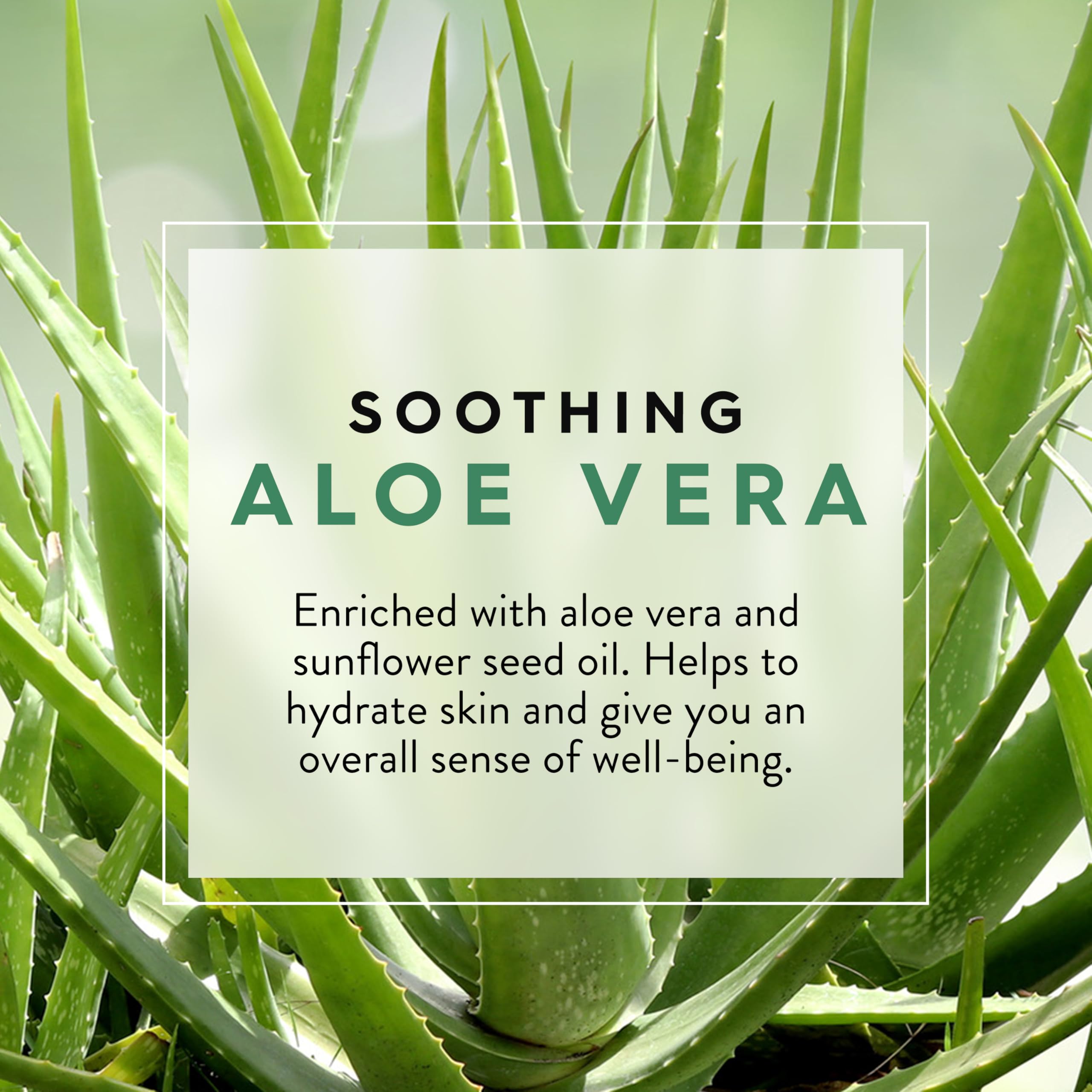 JASON Aloe Vera Shower Gel closeup-texture highlights creamy lather and vitamin E benefits.