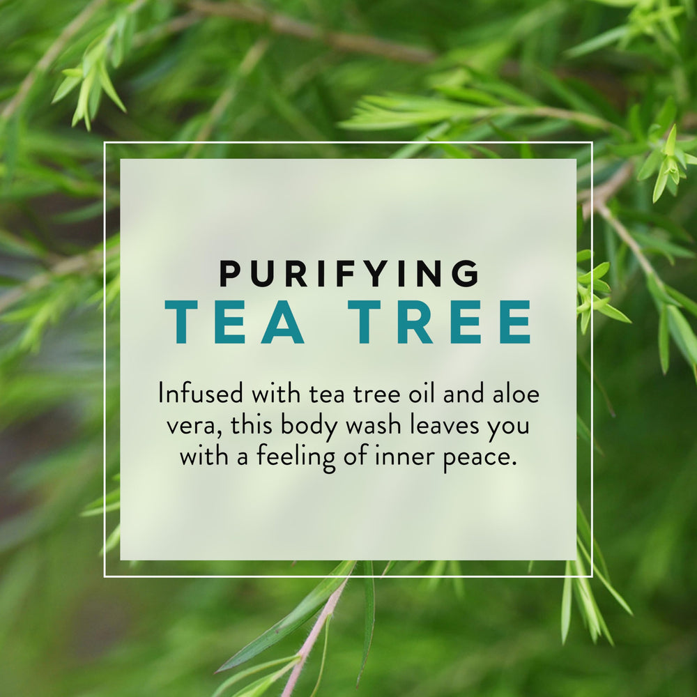 JASON Tea Tree Purifying Body Wash lather shows rich foam for soothing cleansing.