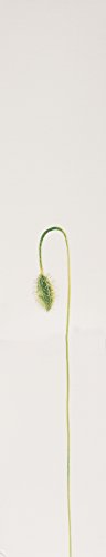 Kenzo Flower daily-wear fragrance adds polish to everyday routines.