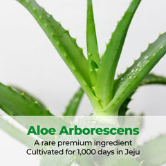 Kim Jeong Moon Aloe Cure Intensive packaging box, premium K-beauty moisturizer choice.