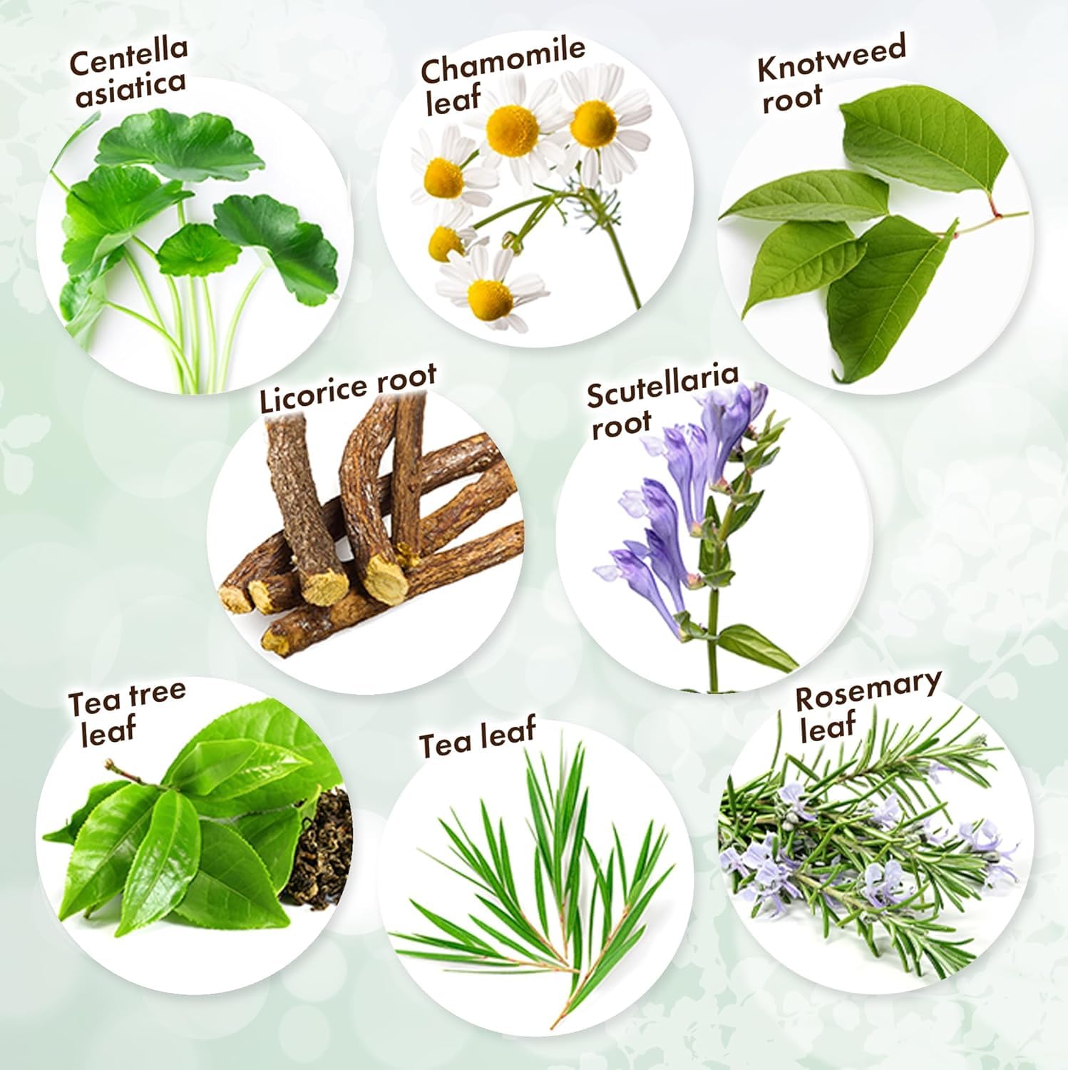 KisoCare rosemary leaf extract detail showing botanical care