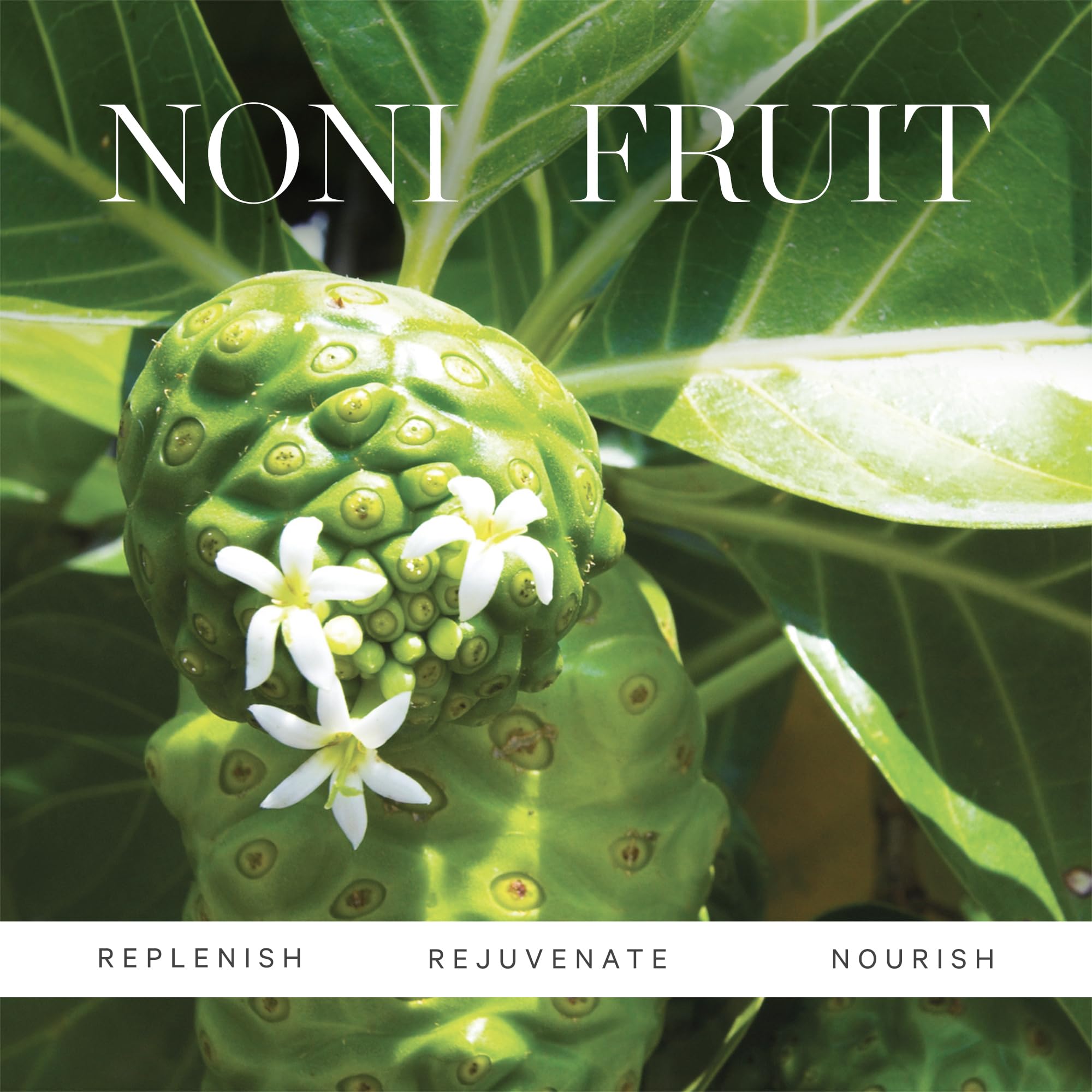 KORA Organics Noni Glow sea buckthorn close-up showcasing color and texture.