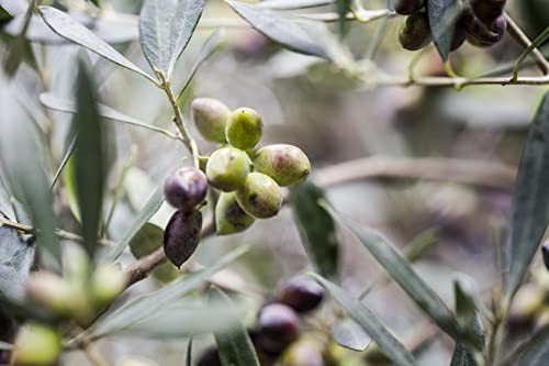 KORRES Olive Hand Cream olive oil bottle emphasizes pure Greek olive oil nourishment for soft skin.