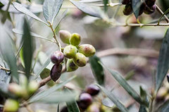 KORRES Olive Hand Cream olive oil bottle emphasizes pure Greek olive oil nourishment for soft skin.