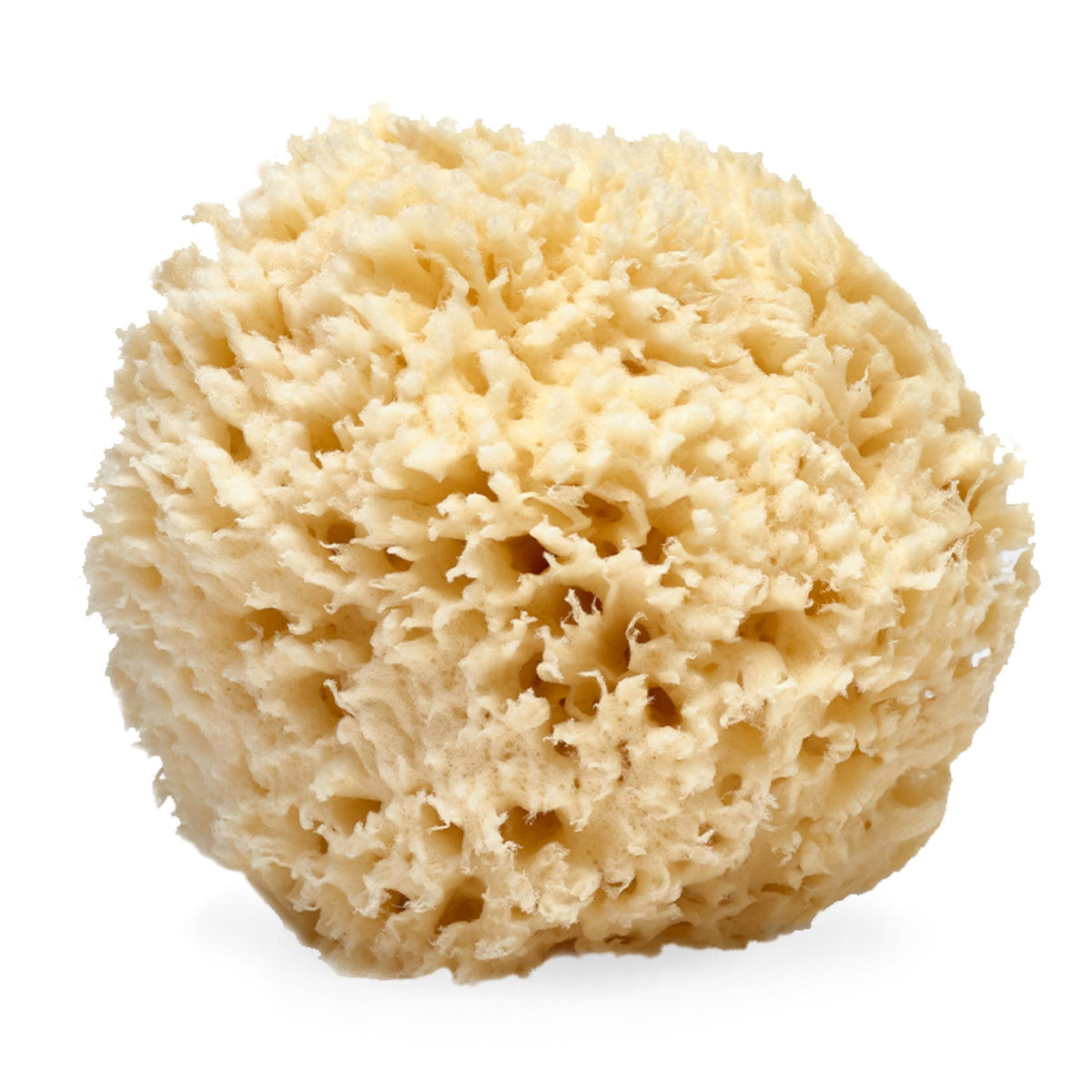 LATHER natural sea wool sponge 5-6 inch shown for gentle cleansing and exfoliation.