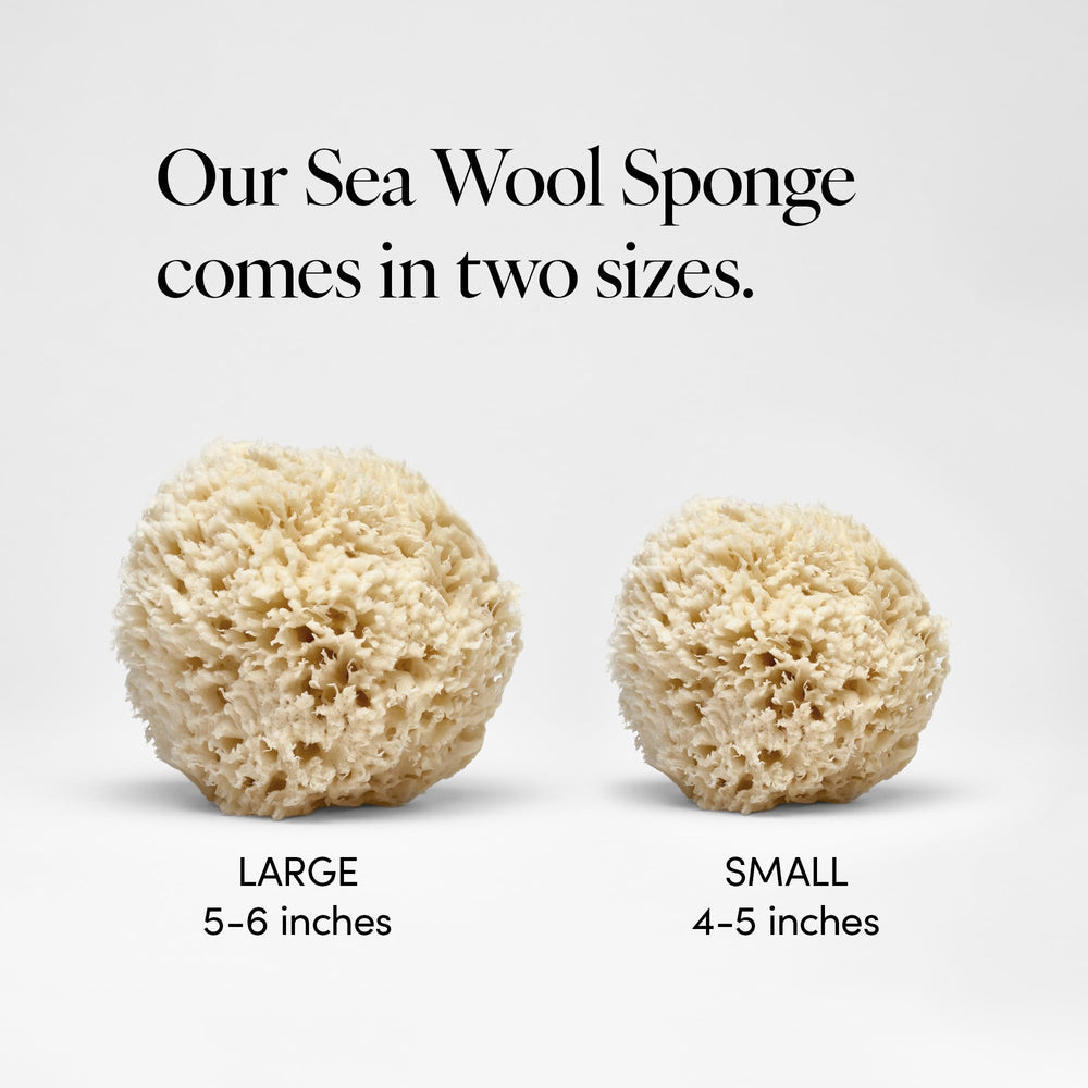 LATHER sea wool sponge in hand demonstrates gentle cleansing with water.