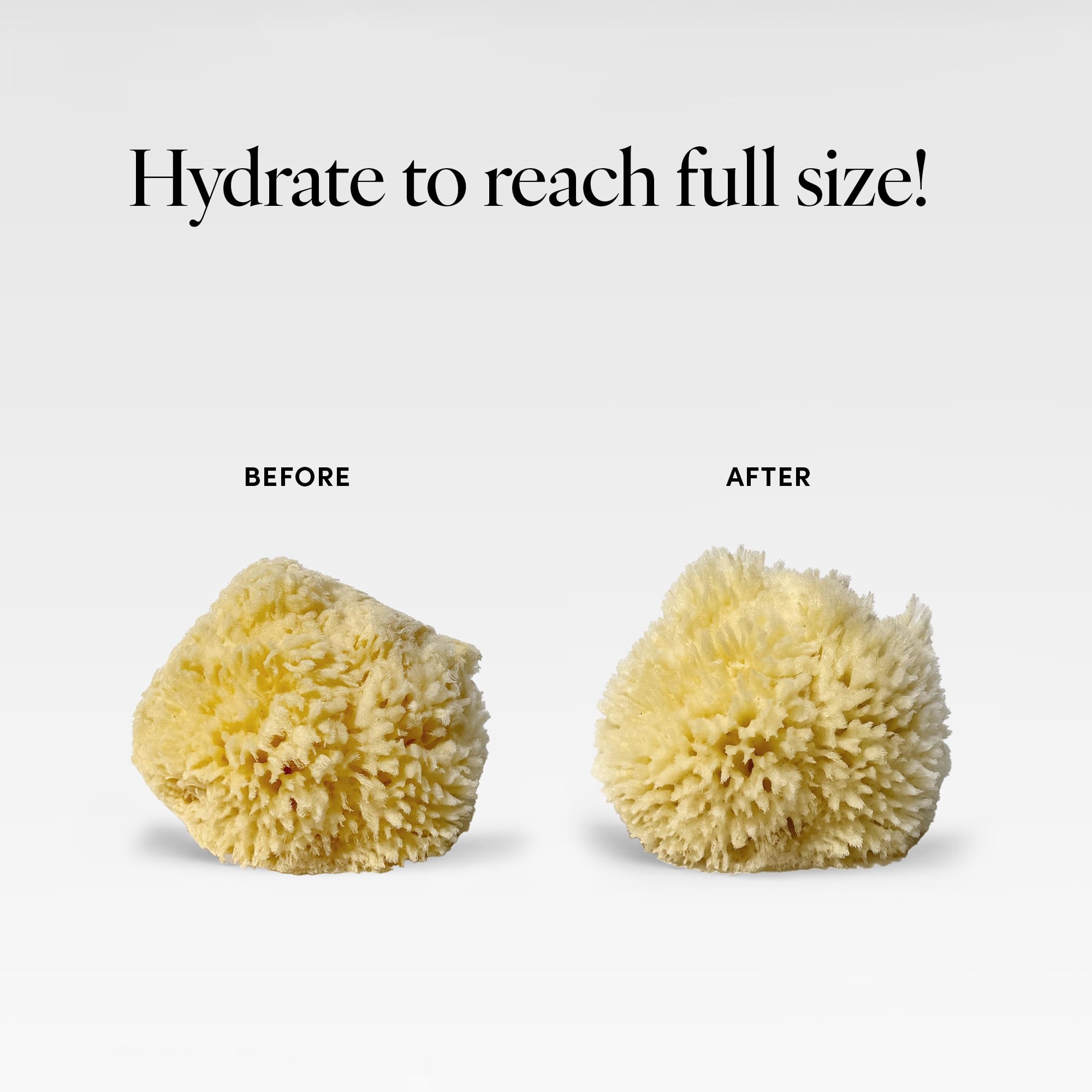 LATHER sea wool sponge paired with body wash enhances lather and rinse