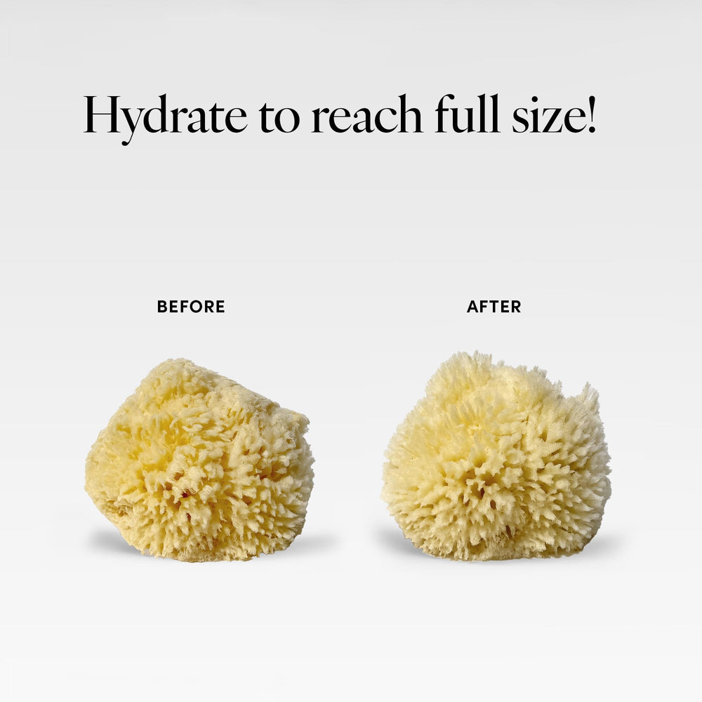 LATHER sea wool sponge paired with body wash enhances lather and rinse