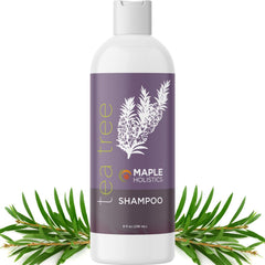 Maple Holistics Tea Tree Shampoo bottle clarifies oily hair for buildup-free scalp.