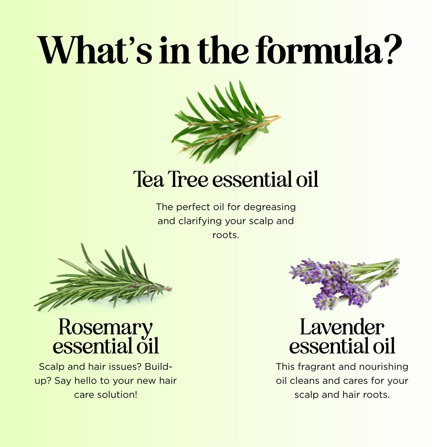Maple Holistics Tea Tree Shampoo label highlights essential oils for hair and scalp care