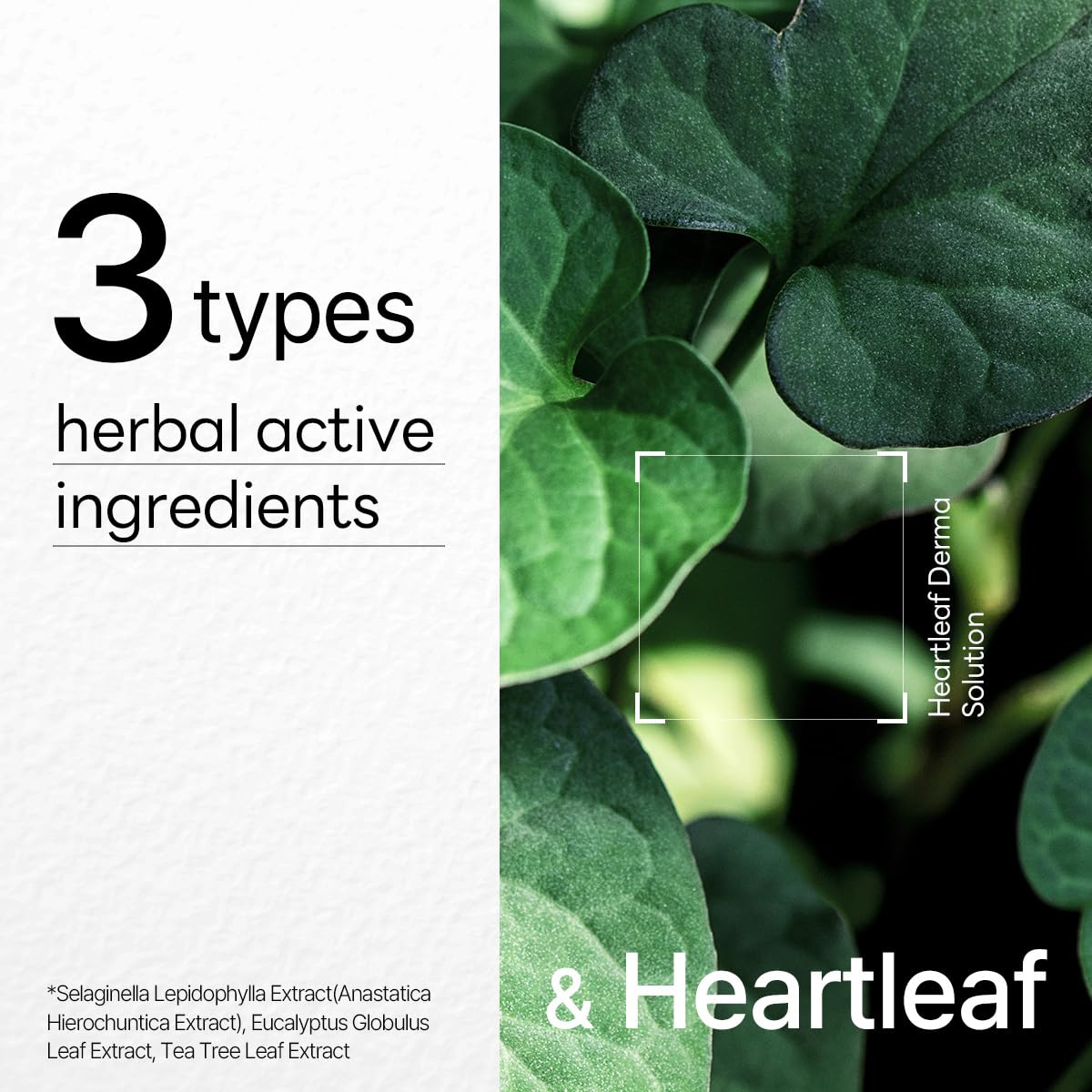 Mediheal Dermaplus Heartleaf Mask step-by-step usage illustration highlights 10–20 minute routine.