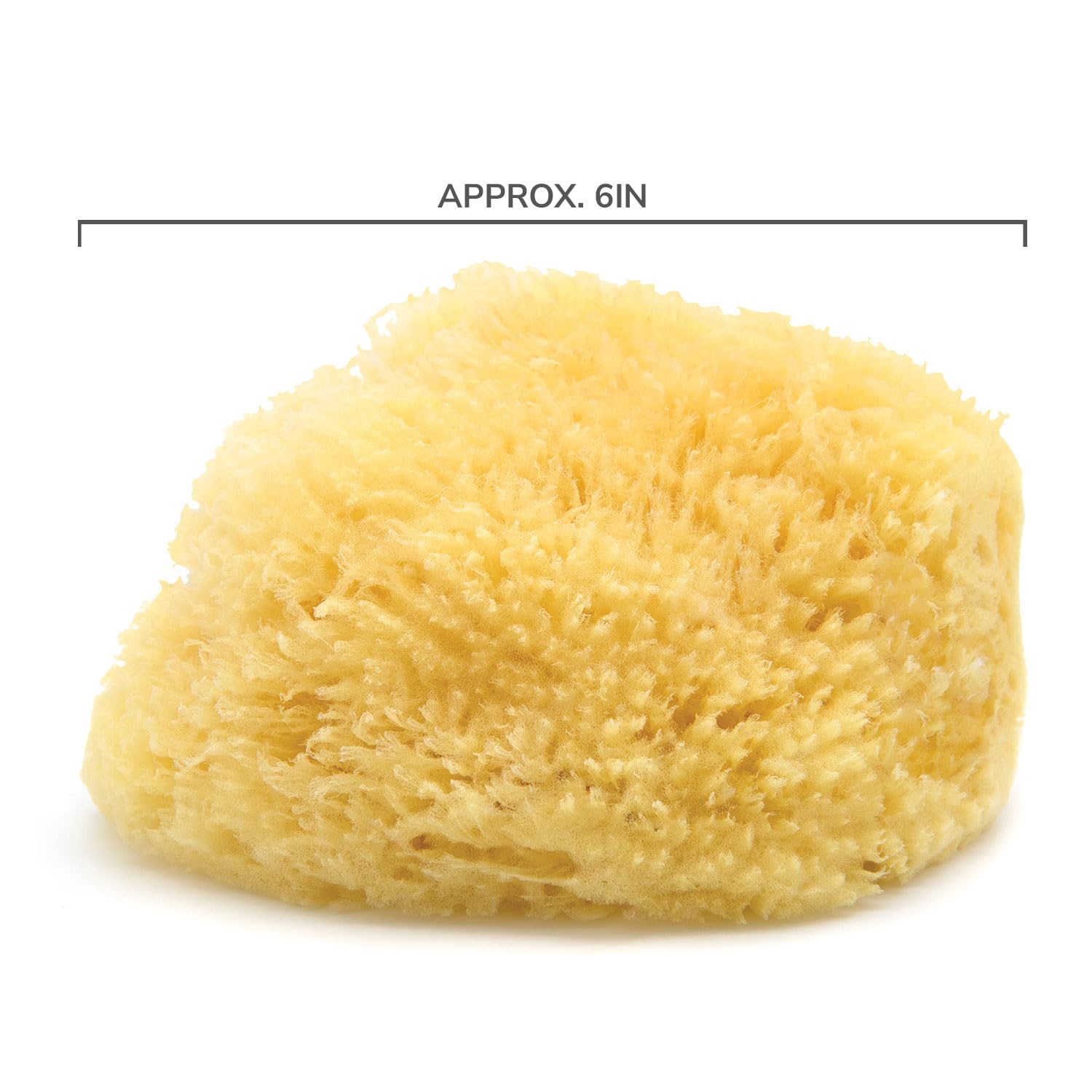 Neptune Caribbean Sea Sponge ethically harvested Bahamas — reusable, biodegradable option.