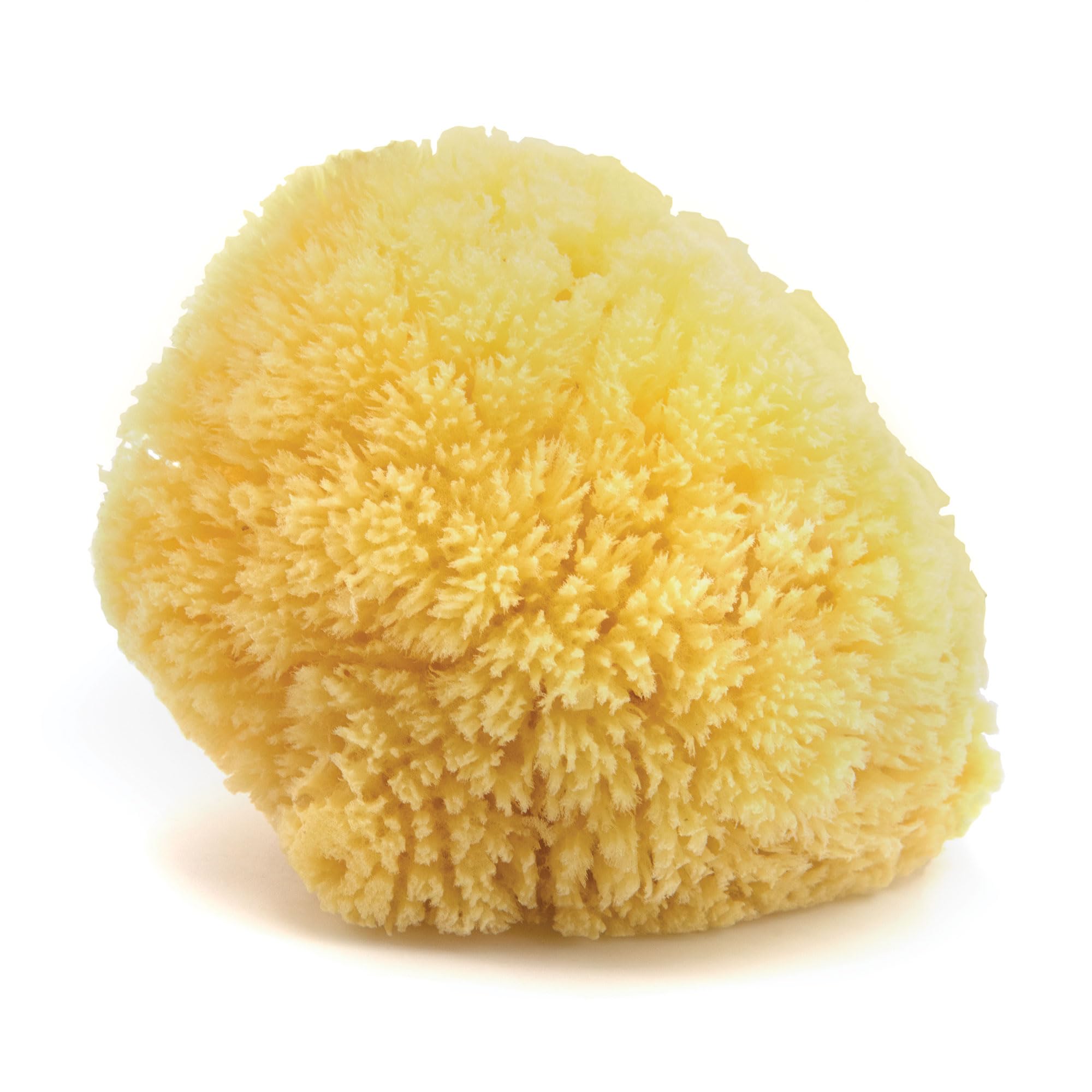 Neptune Caribbean Sea Sponge hand-cut large dry — ideal for gentle daily cleansing.