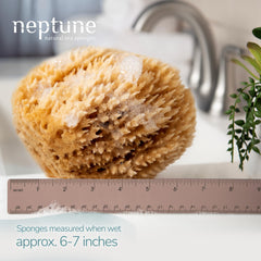 Neptune Caribbean Sea Sponge natural soft texture — delivers a smooth, skin-friendly cleanse.