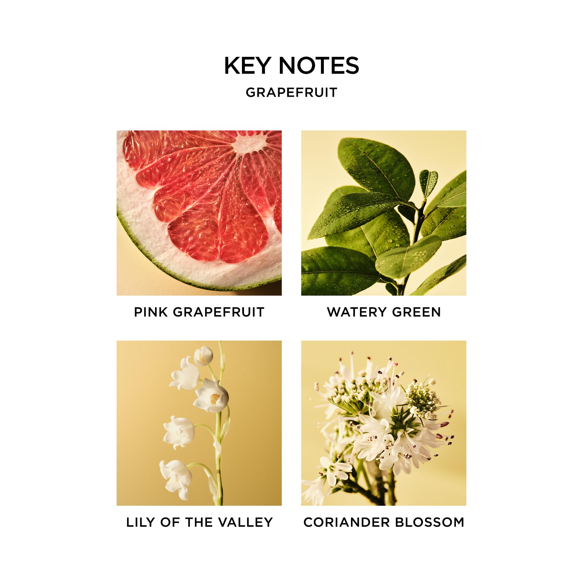 NEST New York Grapefruit Liquid Soap ingredients in glass bowl highlight plant extracts