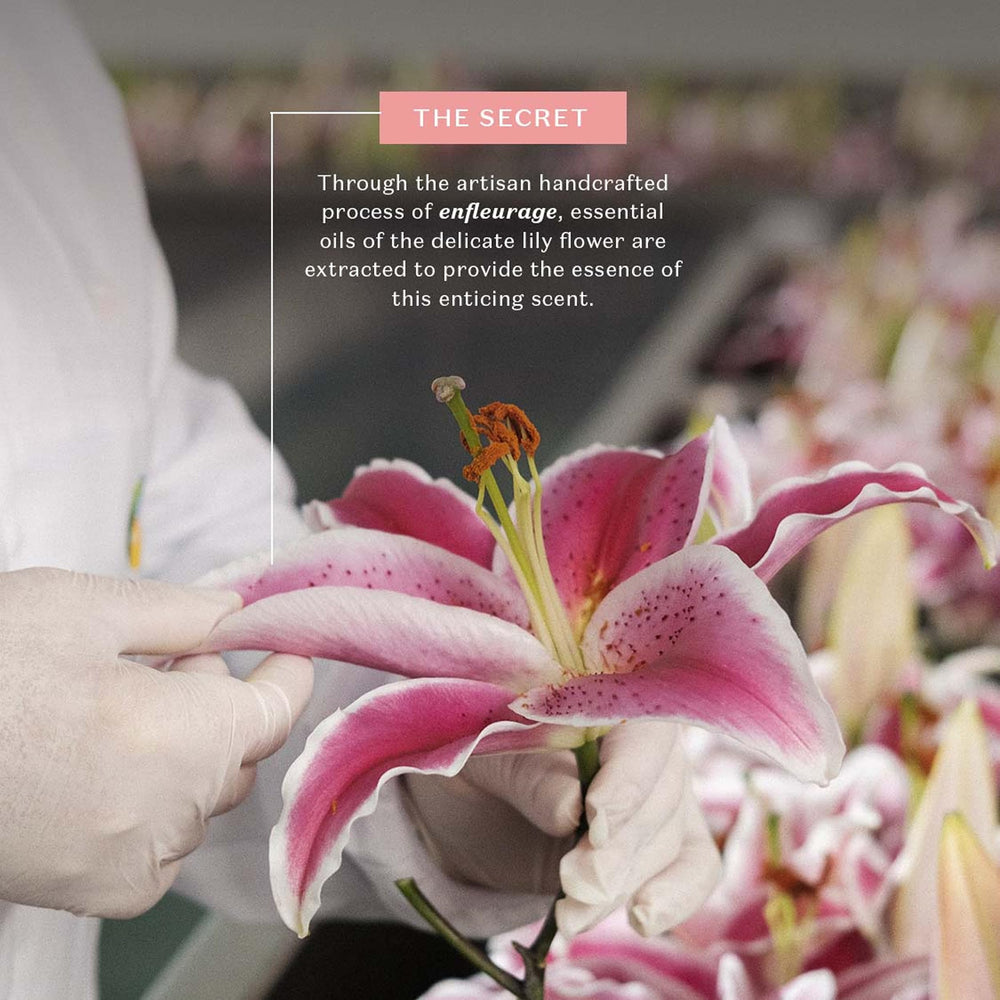 O Boticário Lily Body Oil lily fragrance close-up referencing Lily Eau de Parfum scent.