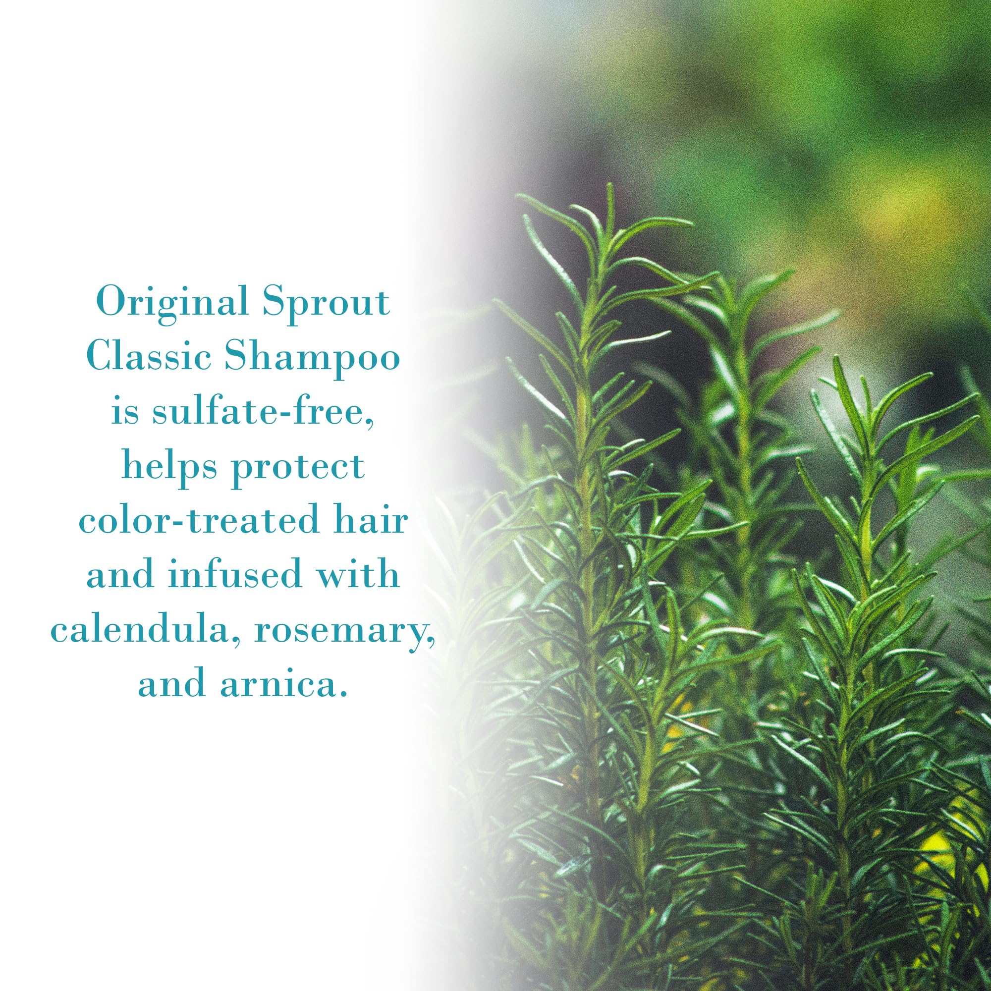 Original Sprout Classic Shampoo botanicals close-up with calendula and rosemary infusion for soothing care.