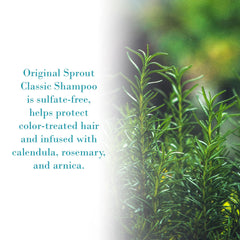 Original Sprout Classic Shampoo botanicals close-up with calendula and rosemary infusion for soothing care.