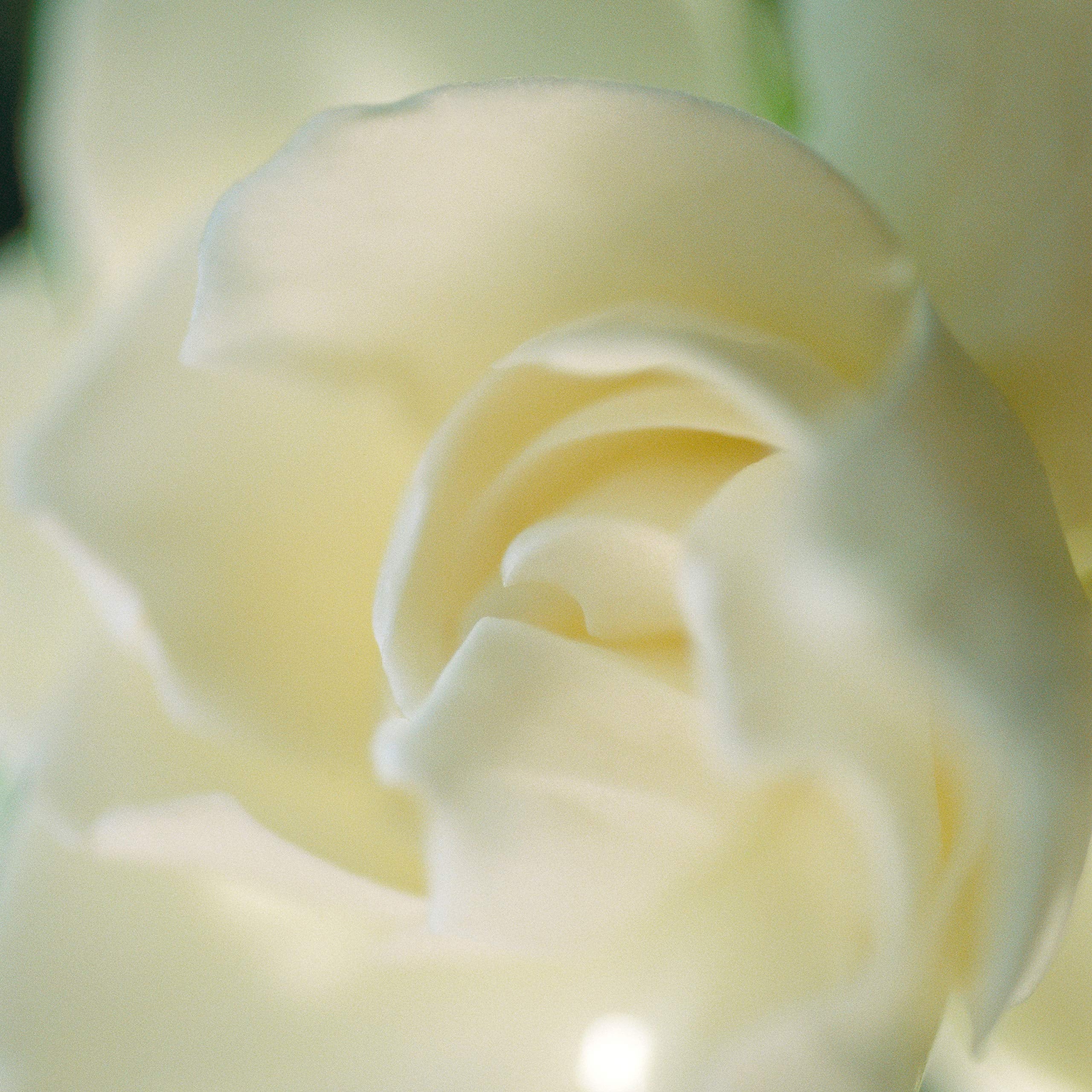 Paul Sebastian Design top accords of jasmine, ylang-ylang, and gardenia create a luxurious floral mood.