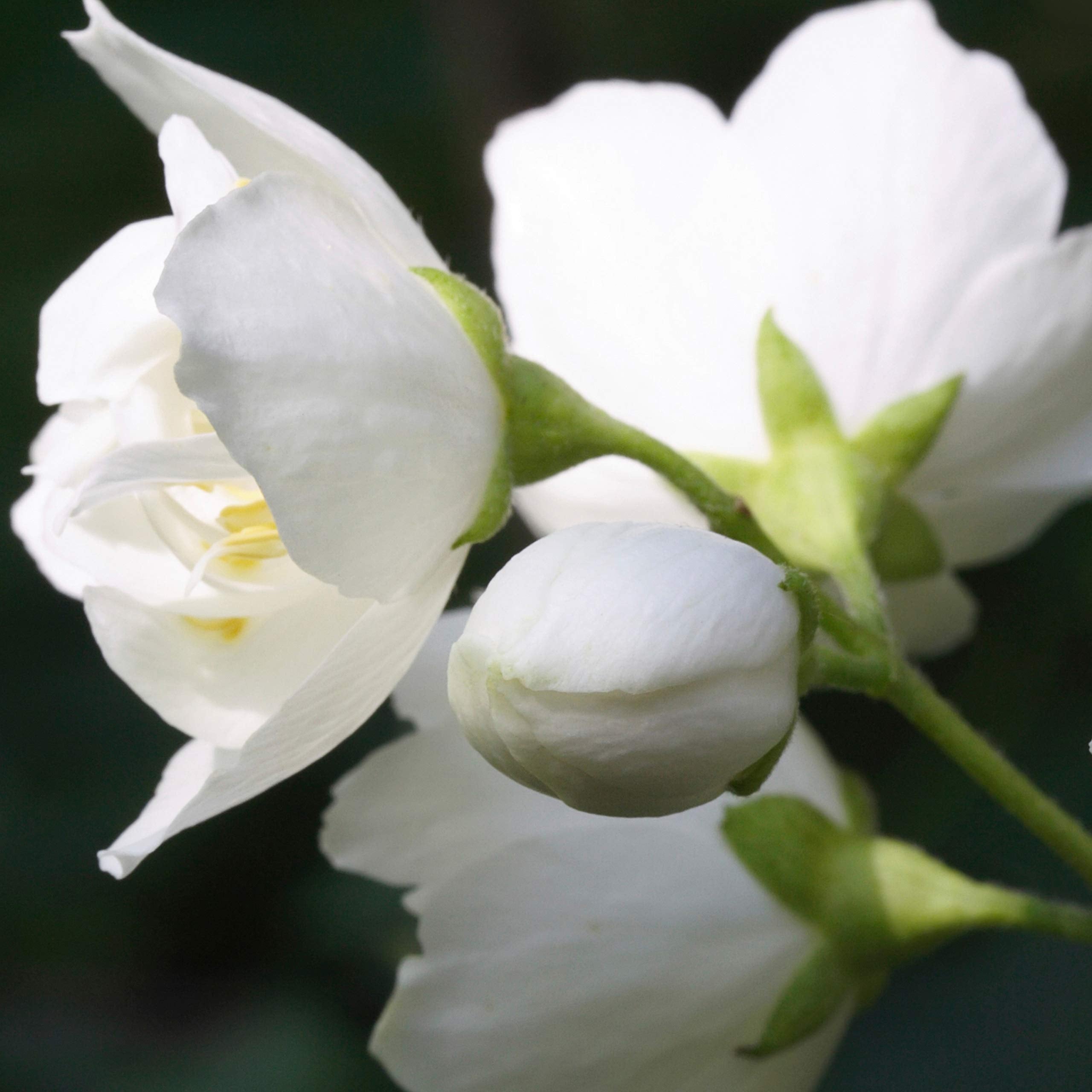 Paul Sebastian Design night blooming jasmine note evokes exotic evening aura.
