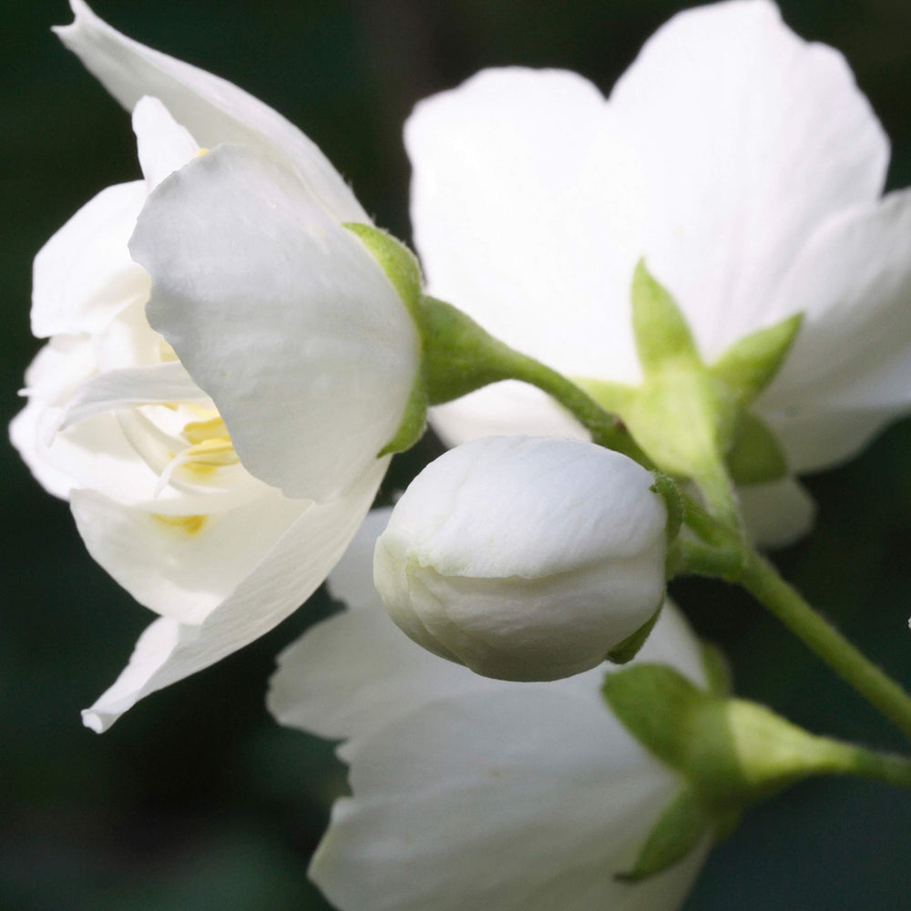 Paul Sebastian Design night blooming jasmine note evokes exotic evening aura.