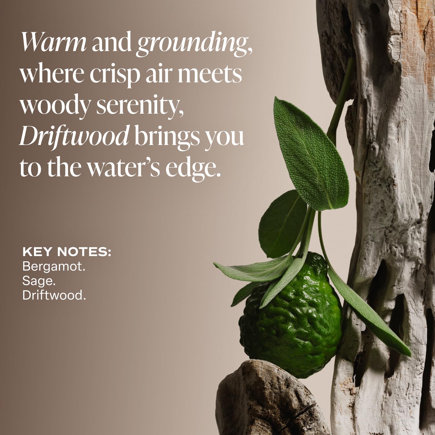 Saltair Driftwood Body Oil pump dispensing in hand after shower