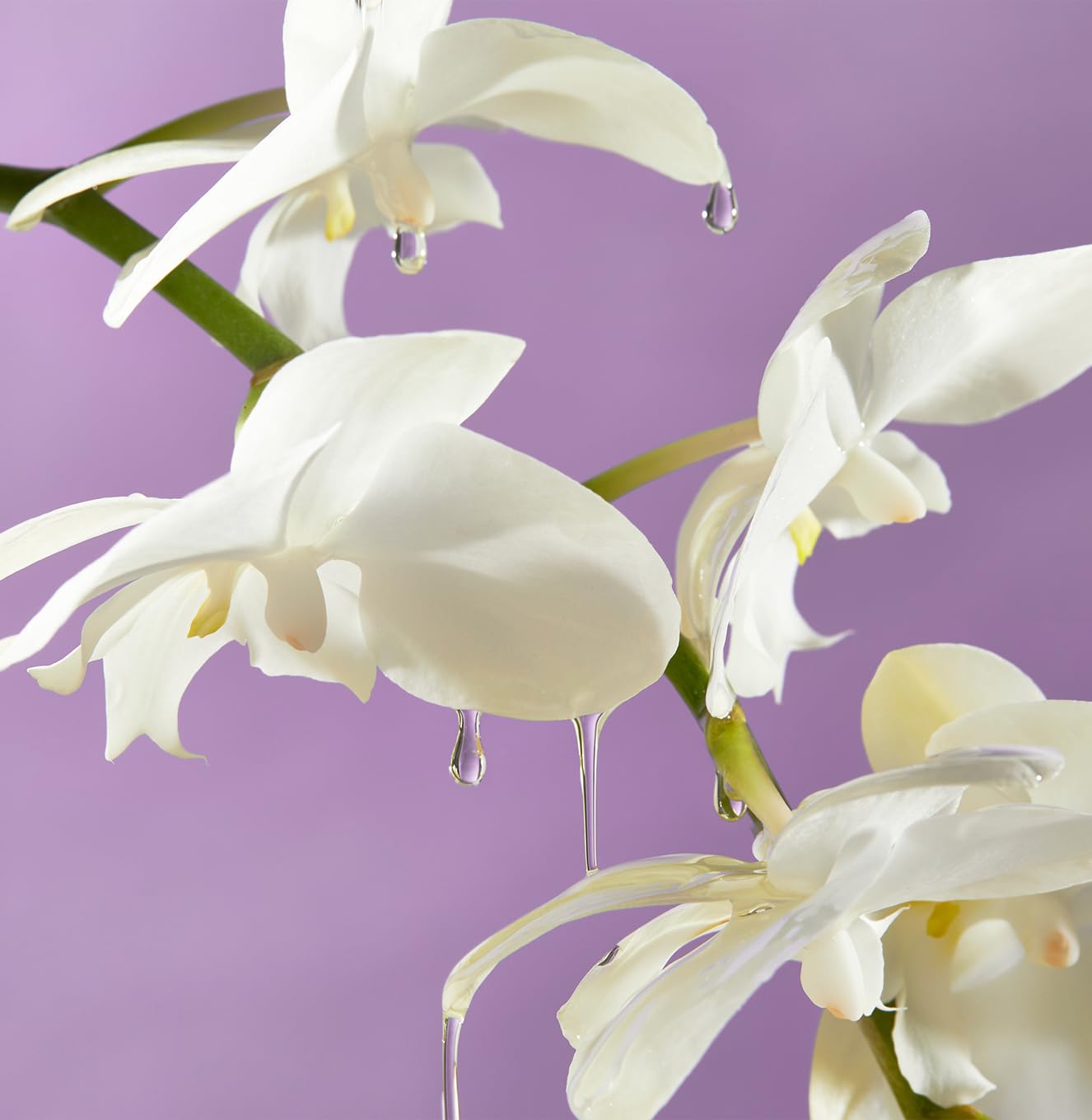 Saltair vegan cruelty-free label communicates ethical skincare values