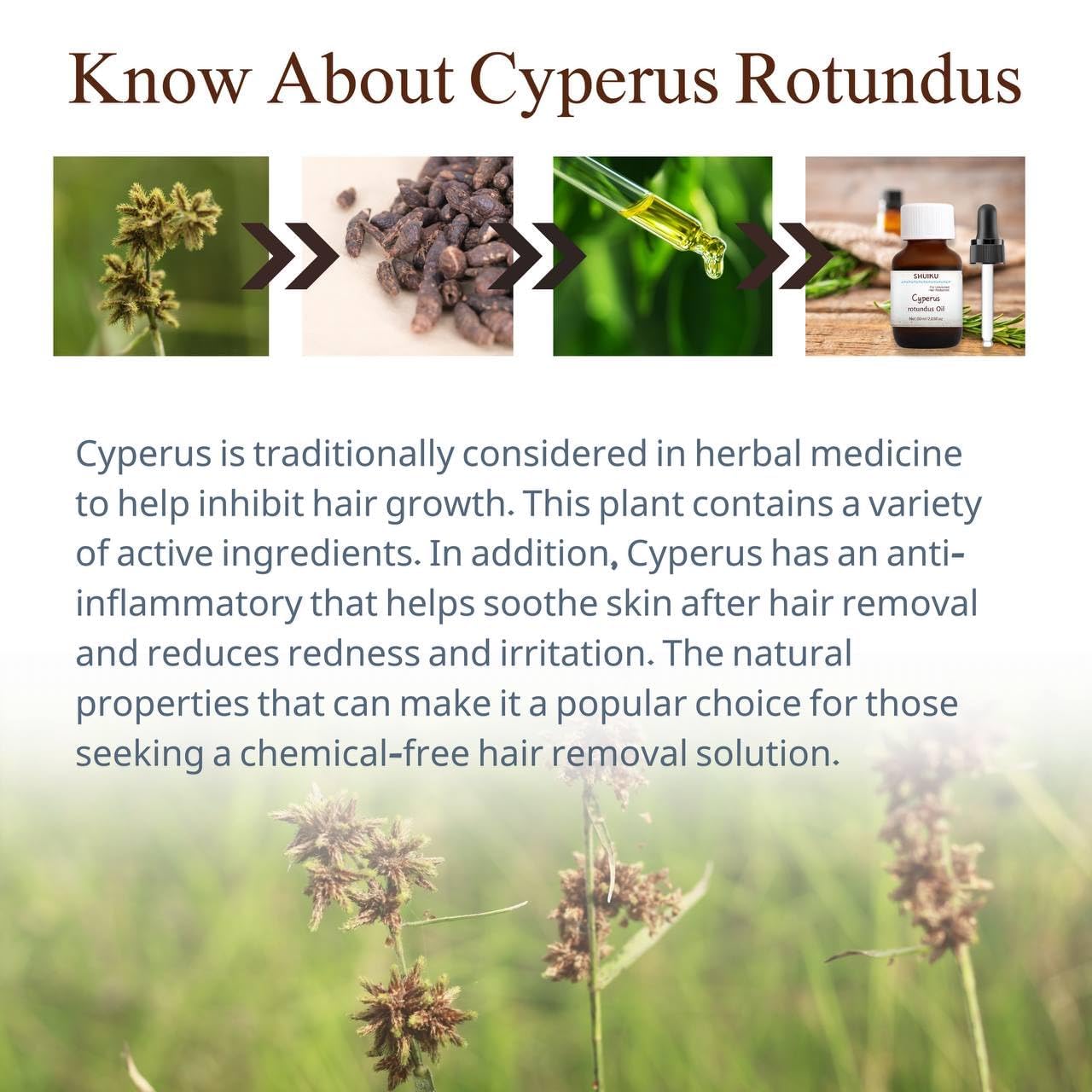 SHUIKU Cyperus Rotundus Oil in diffuser scene hints aromatherapy use.