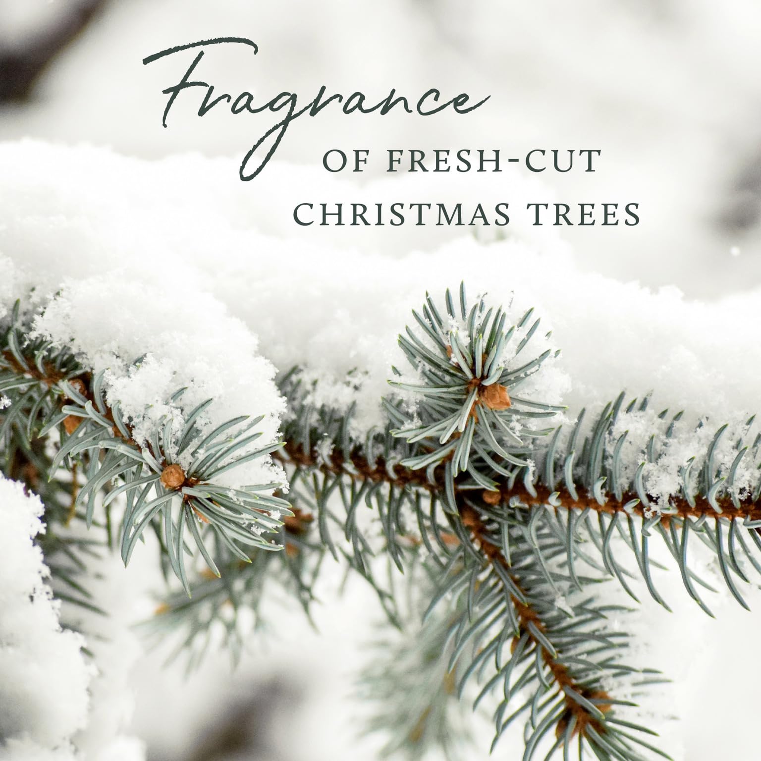 Thymes Frasier Fir Bar Soap packaging showing premium forest-inspired design.