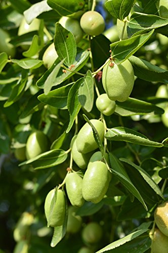 US Organic Jojoba Oil cruelty-free certification emblem showcases humane cosmetics