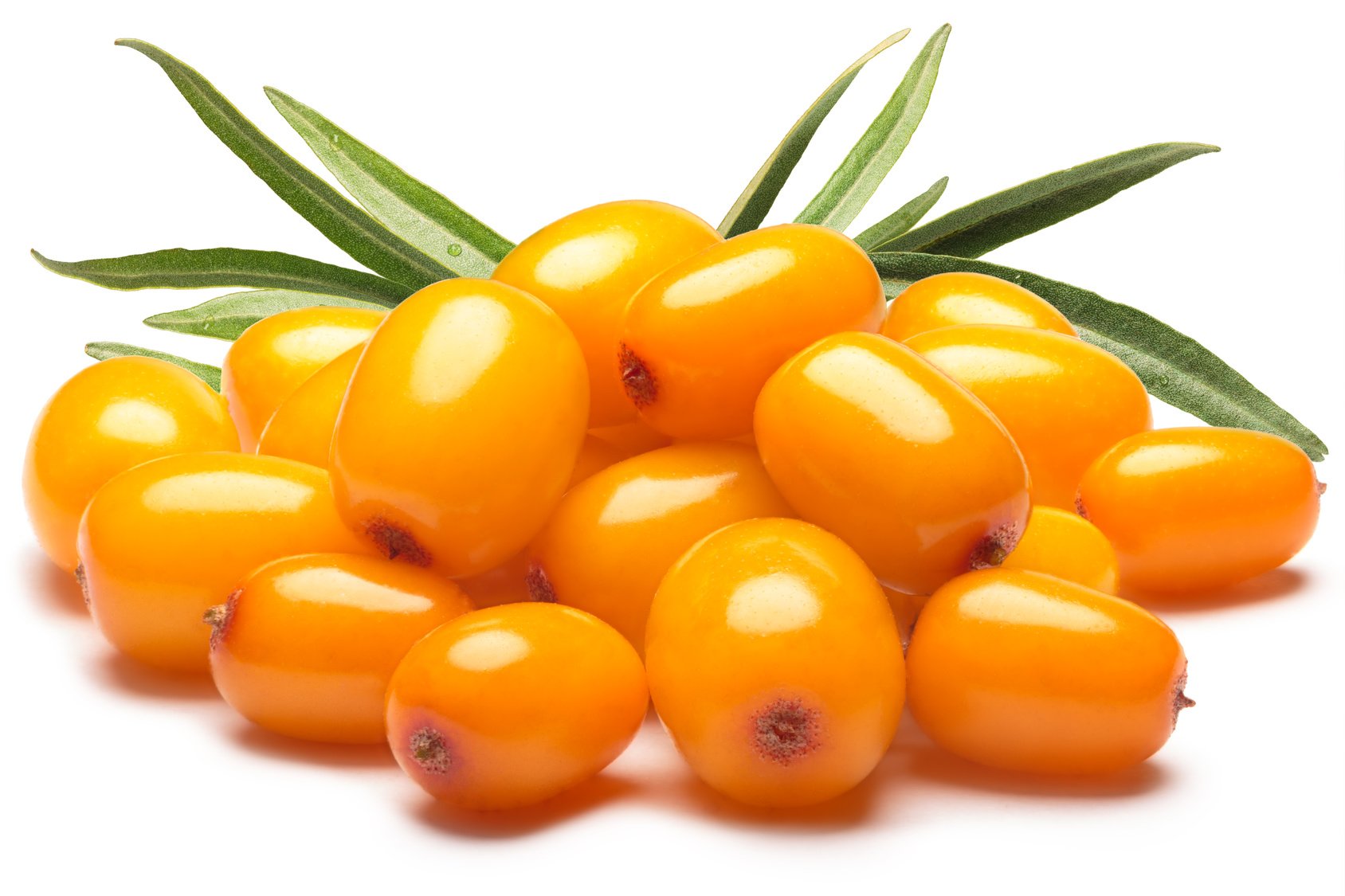 US Organic Sea Buckthorn Oil ingredients panel highlights its rich nutrient profile.